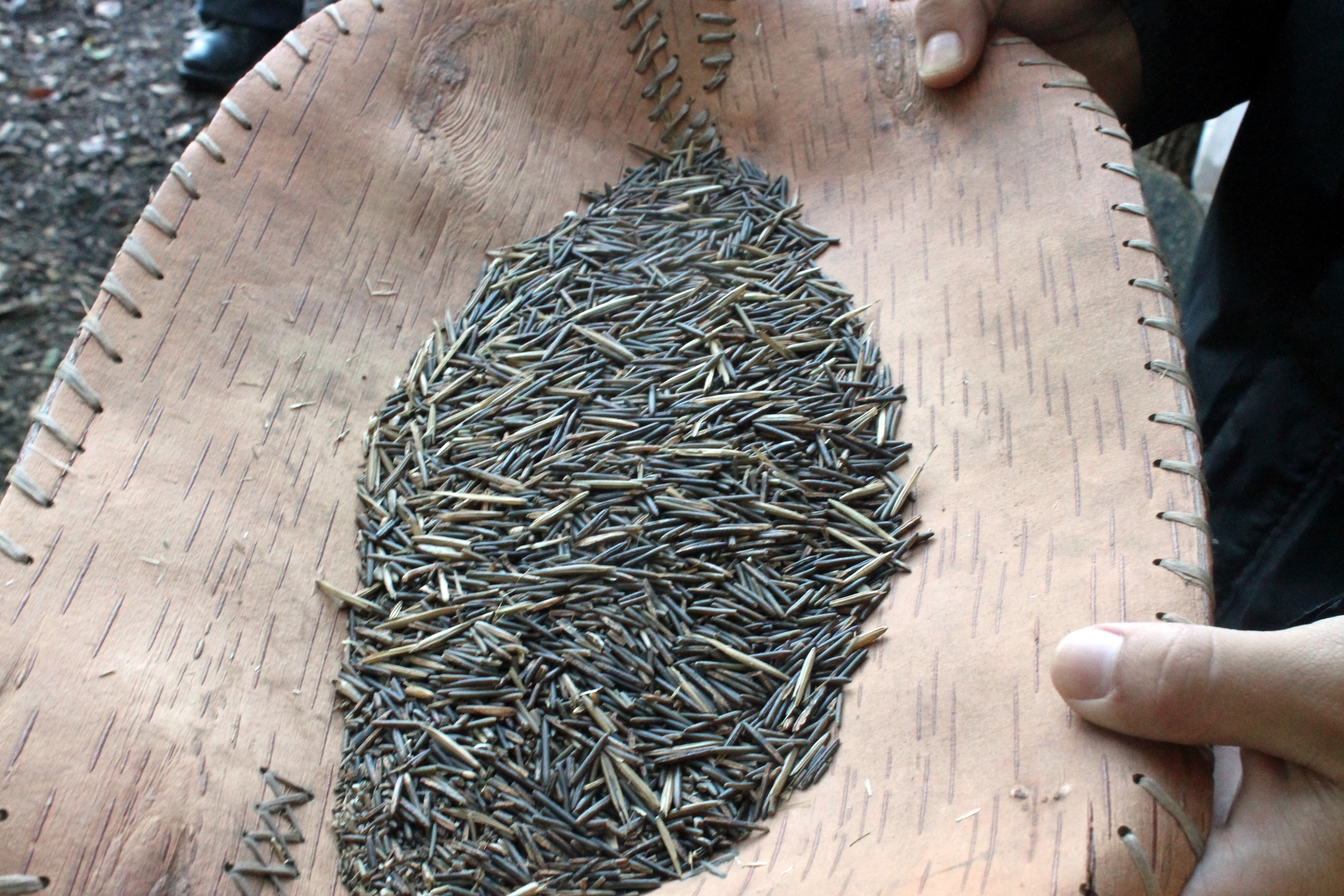 野生米的谷物在浅棕色容器中加工