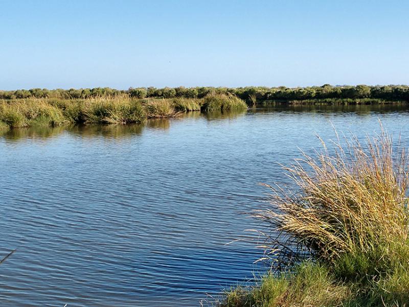 LA Wetlands Jeanne Allen 750x500_0.jpg