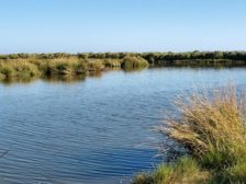La Wetlands Jeanne Allen 750x500_0.jpg